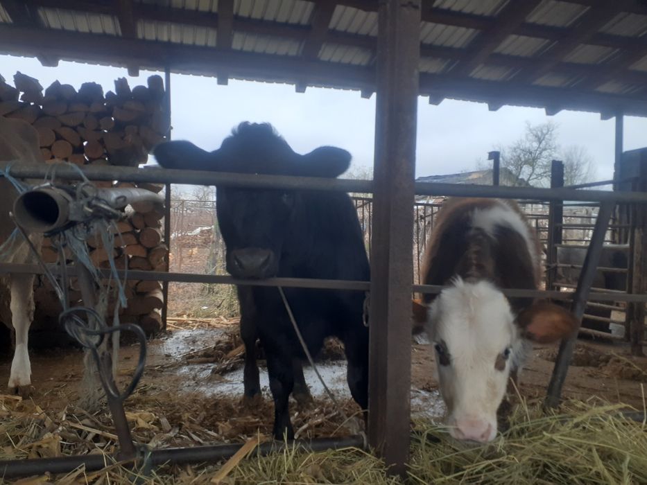 Vând vaca bruna și 2 vitei .