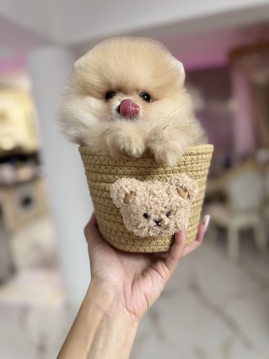 Pomeranian extra mic