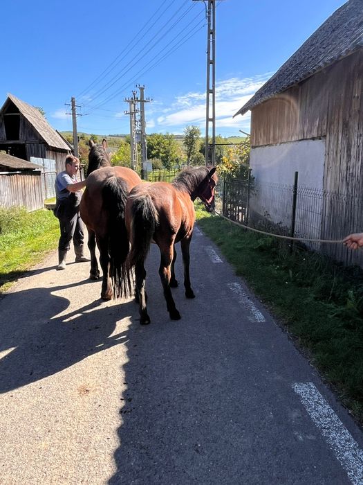 Iapa cu mânză de vanzare