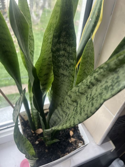 комнатное растение Щучий хвост