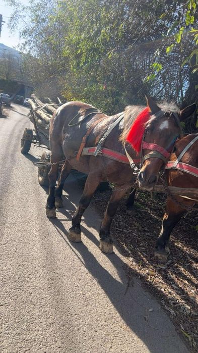 Vând iapă de 8/9 ani