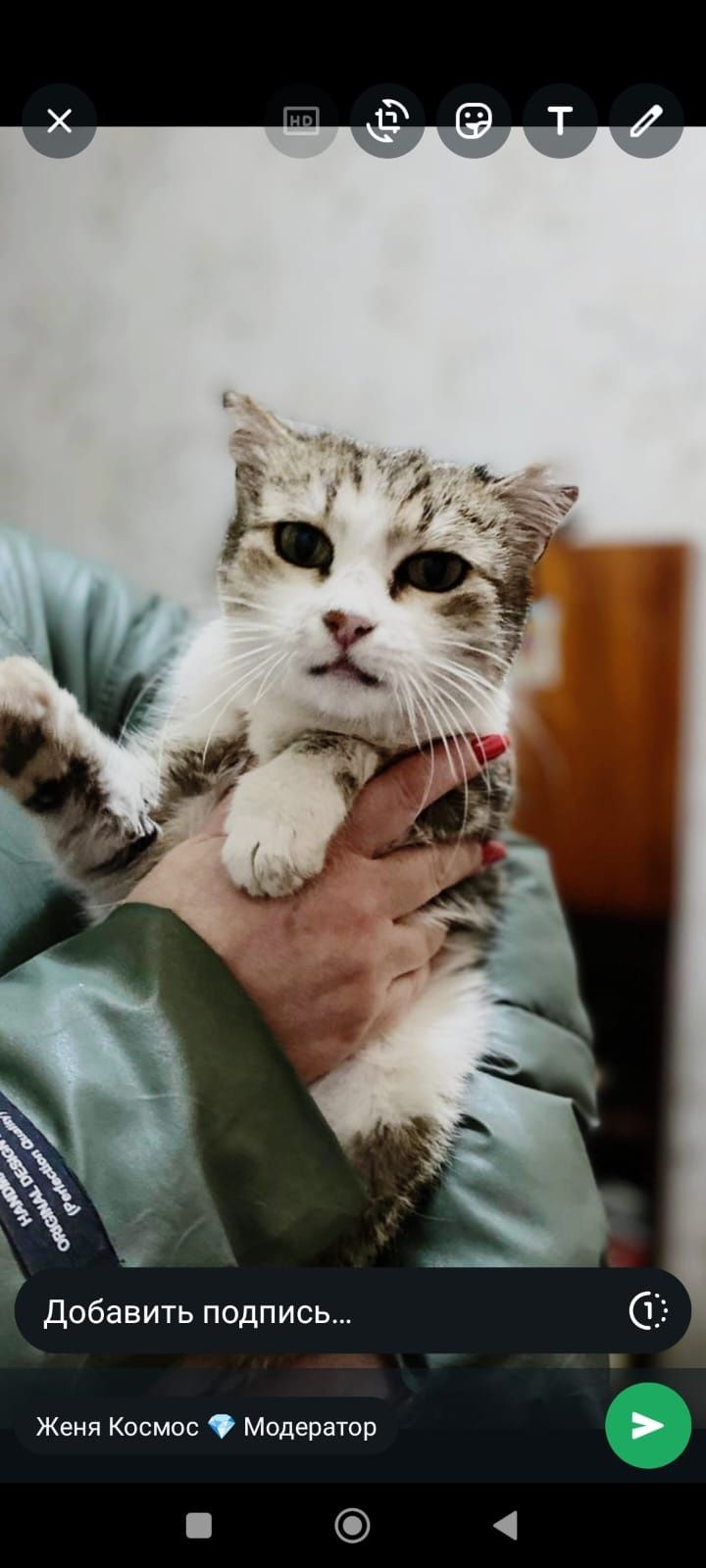 Кошечка в поисках дома