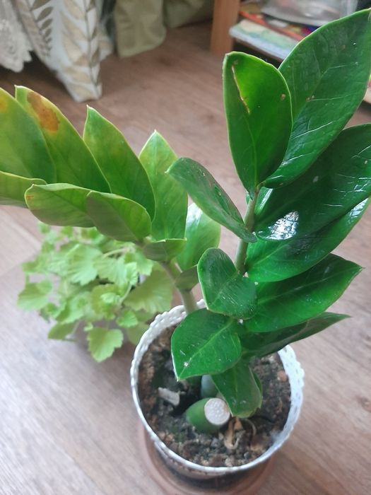 Продам денежное дерево