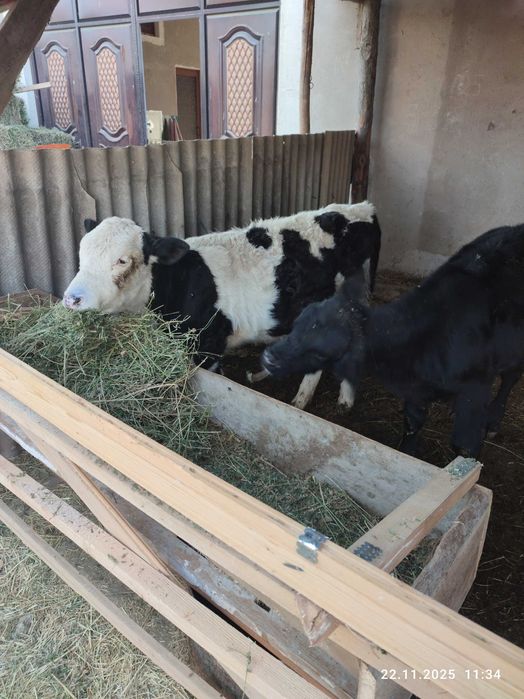 Chorva mollar sotiladi