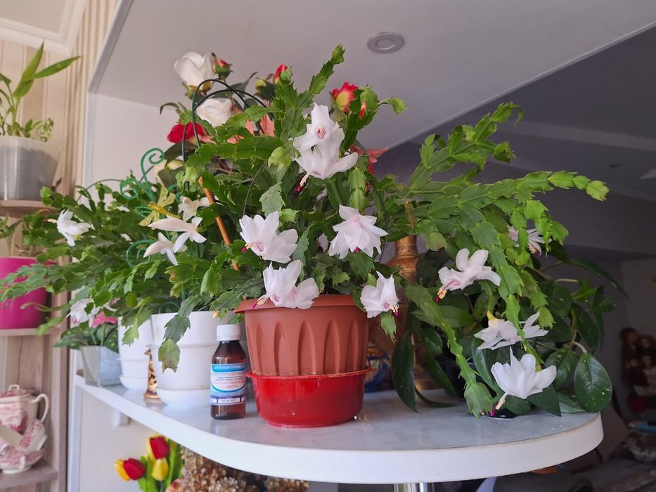 Декабристы цветы