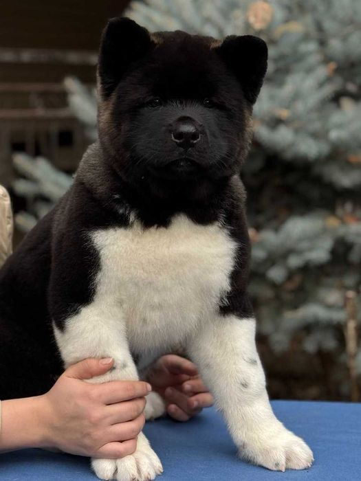 Богатырь в плюшевой шубке ищет хозяина