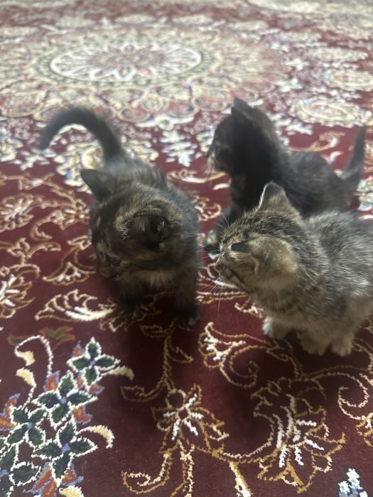 Яхши мушуклар тоза яхши қўлларга берилади