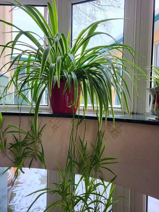 Уход за комнатными цветами