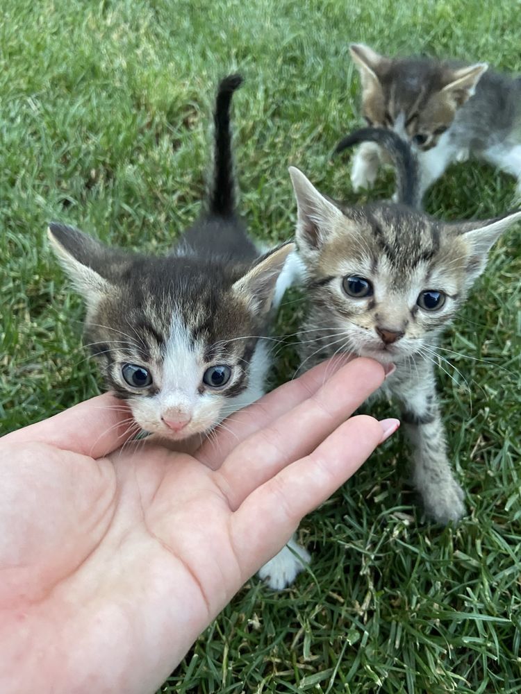 Dau spre adopție 6 pui de pisică în vârstă de 1 lună și câteva zile