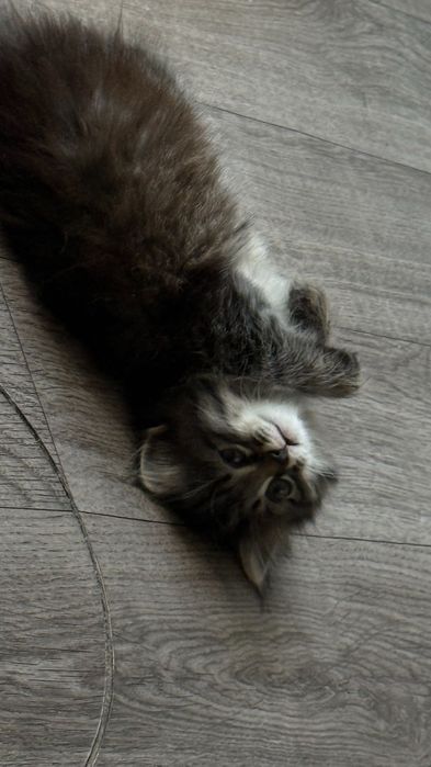 Котята 4 штуки  бесплатно!!!