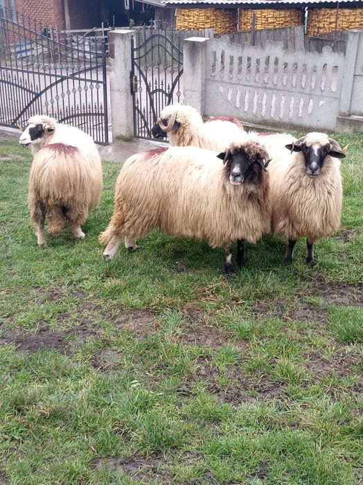 Vând 4 oii breze