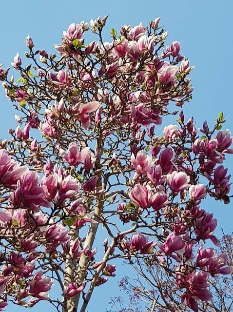 Magnolia rubra rustica