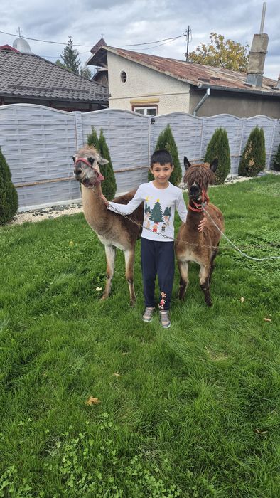 Masculi Alpaca si Lama ff blanzi, posibil schimb