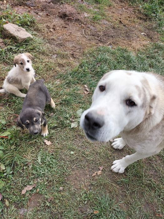 Donez Căței Ciobanesc de asia centrala cu Ciobanesc romanesc