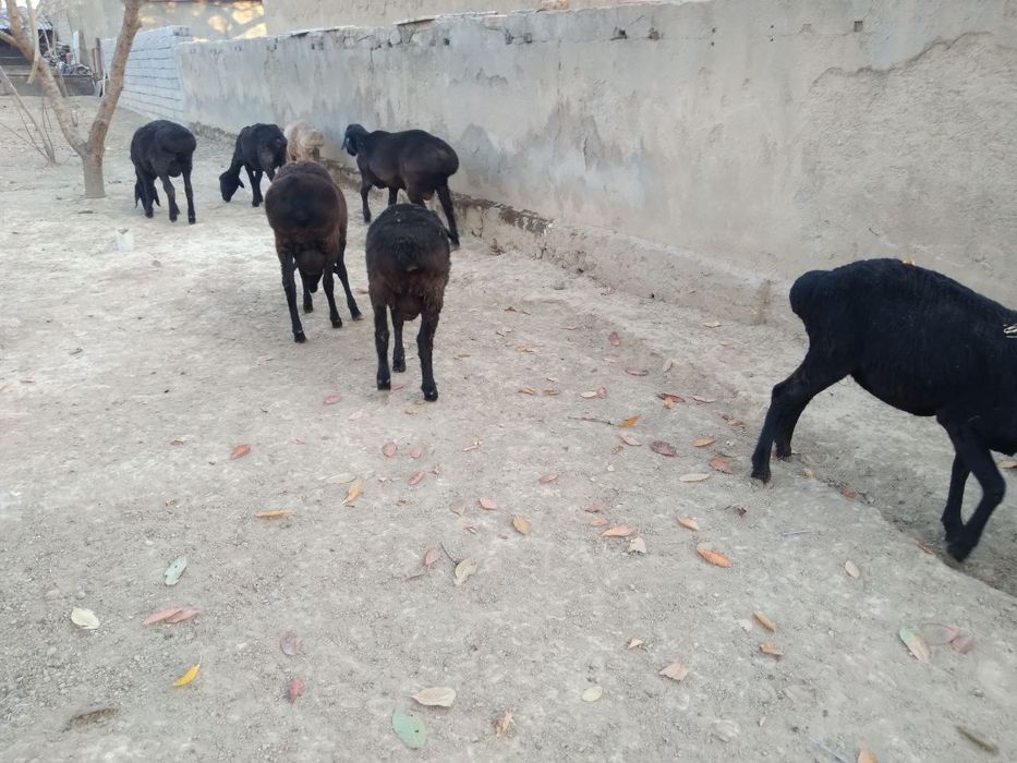 Qõchqorlar sotiladi