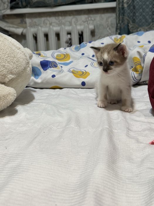 Котята 1.5мес в хорошие руки