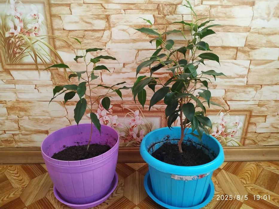 Фикус Бенджамина цветы комнатные фикус