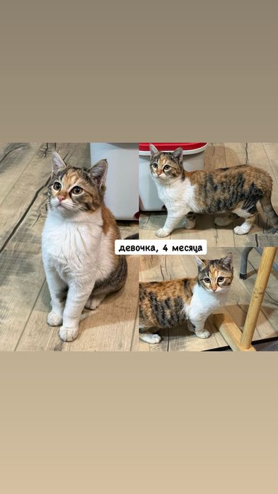 Котята, 4 месяца