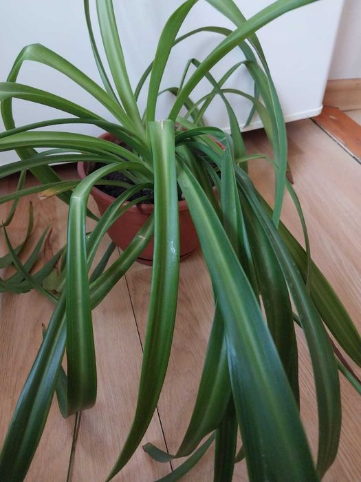 хлорофитум по 750 тенге за 1 шт.