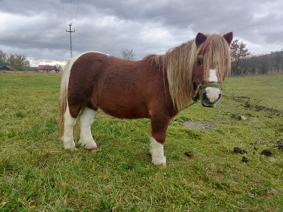 Ponei de vânzare