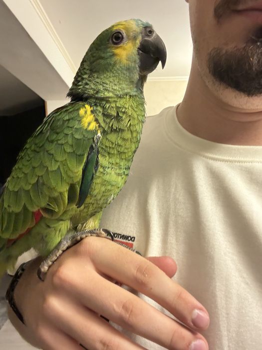 Vand diferite specii de papagali