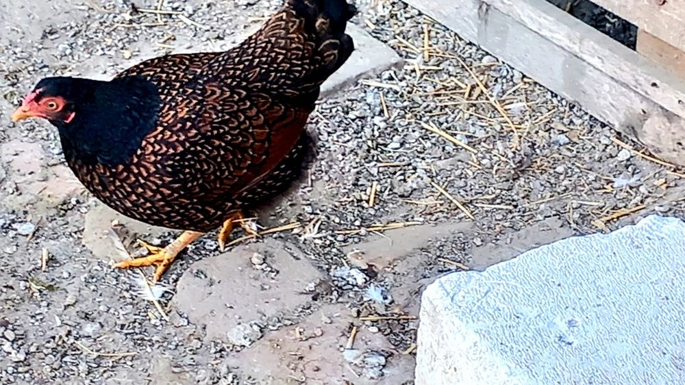 Combarant indian pitic