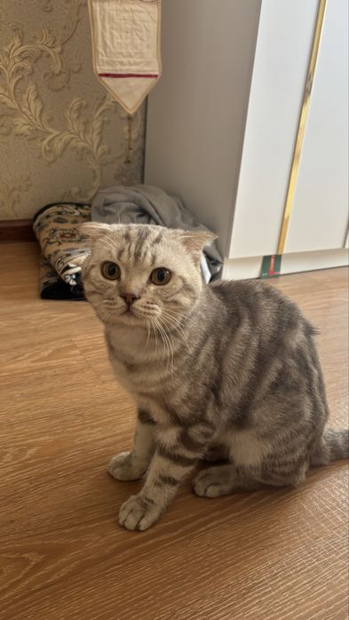 Кот Шотландский