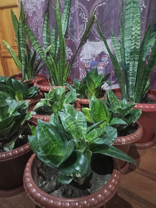 Gullar sotiladi uyda yetishtirilgan