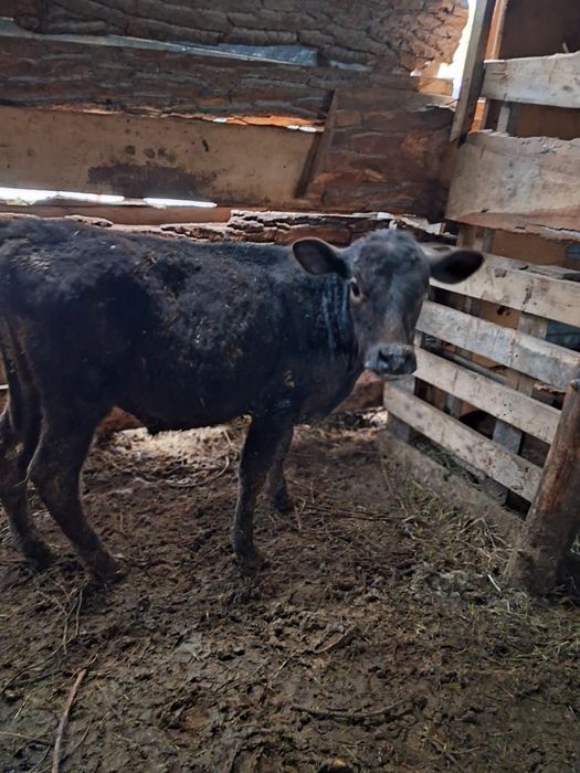 Продам телёнка бычек