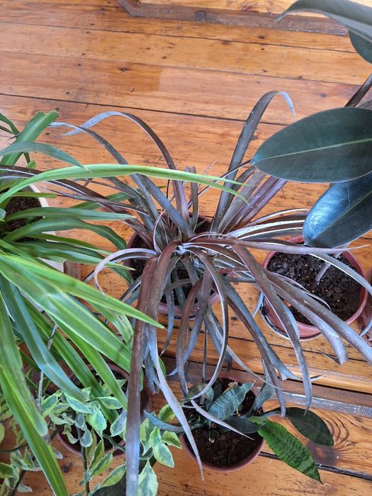 Цветы домашние.продаю.