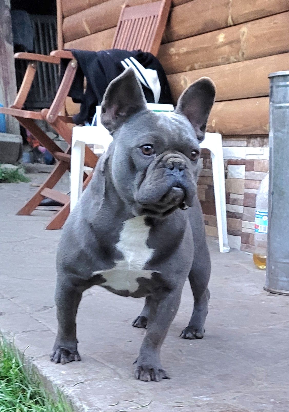 Син Френски булдог Blue French bulldog