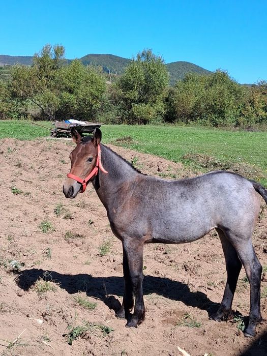 Manză metis frizian