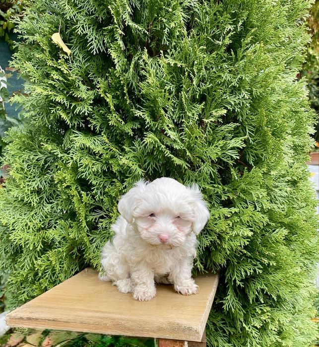 Catelusa Bichon Maltese