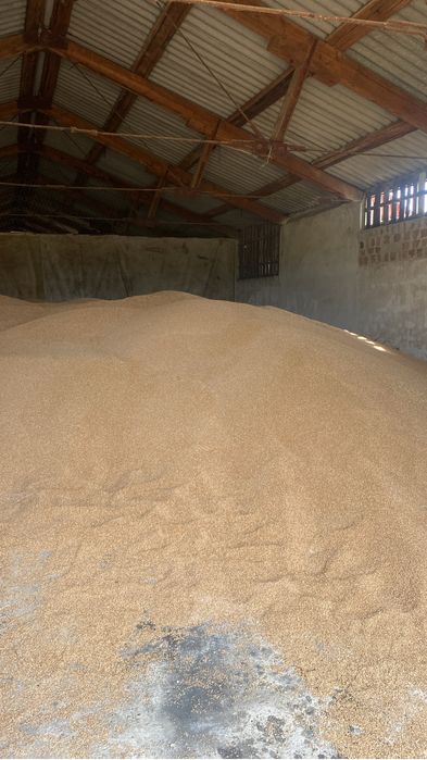 Grâu producție 2025