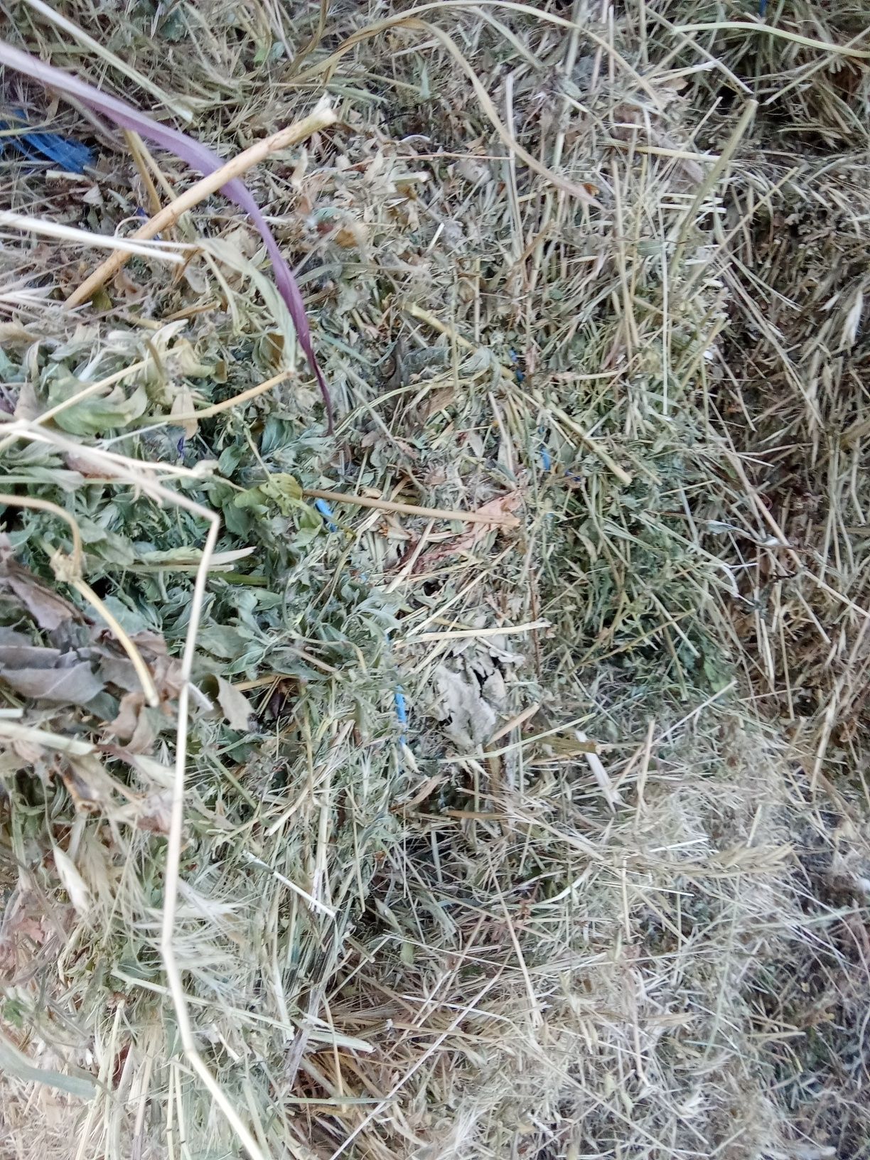Baloți lucerna urgent