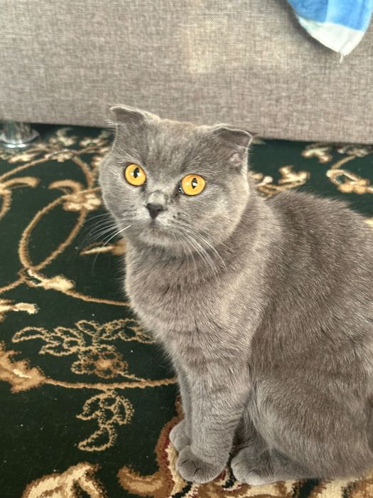 мушук сотилади 800 000