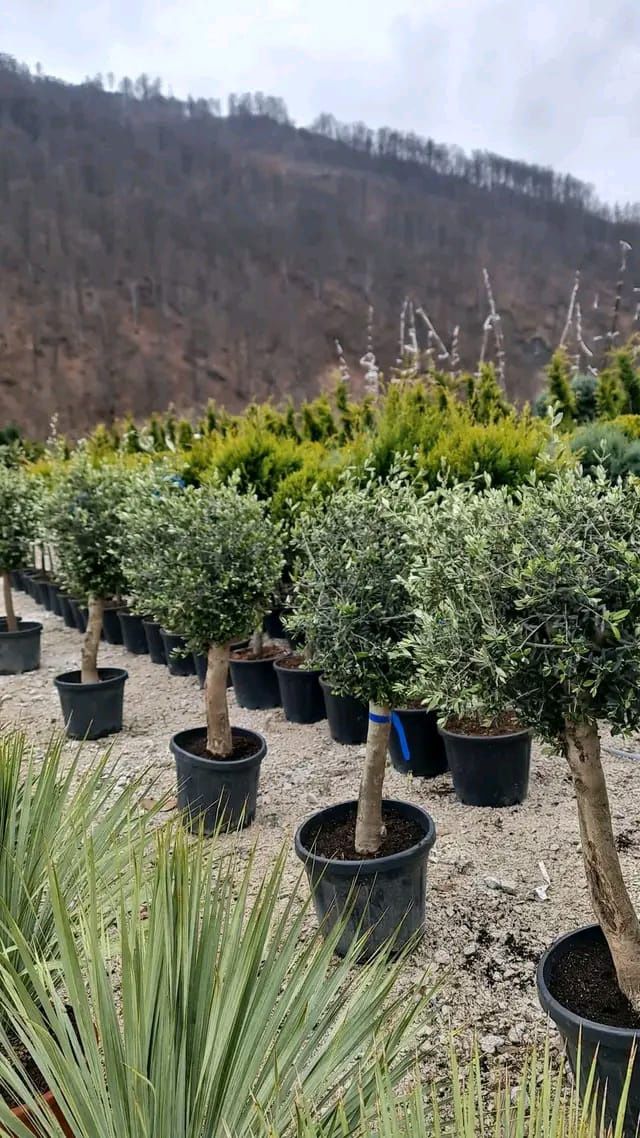Vând plante naturale ornamentale