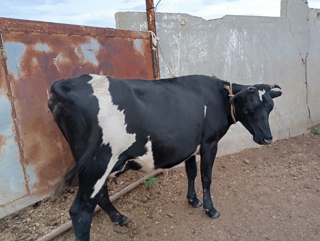 Продам 2коровы и 3телят