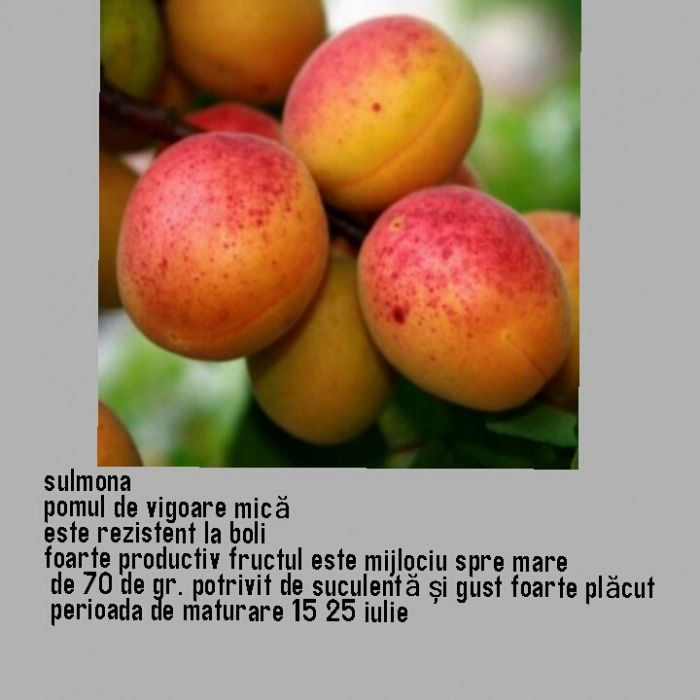 Oferta de toamna 2025  Pomi fructiferi de vanzare
