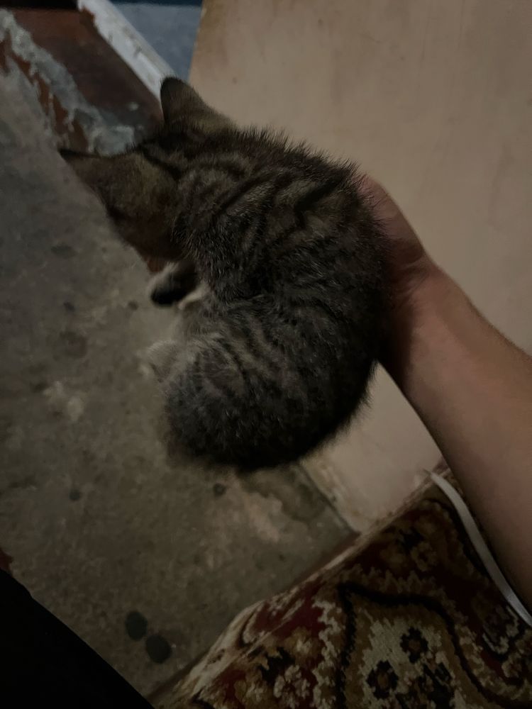 Красивая кошка ищет новый дом