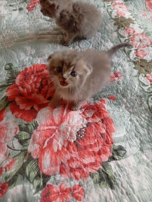 Мушук болалари скотиш фолд ва страйт 2 та угил бола