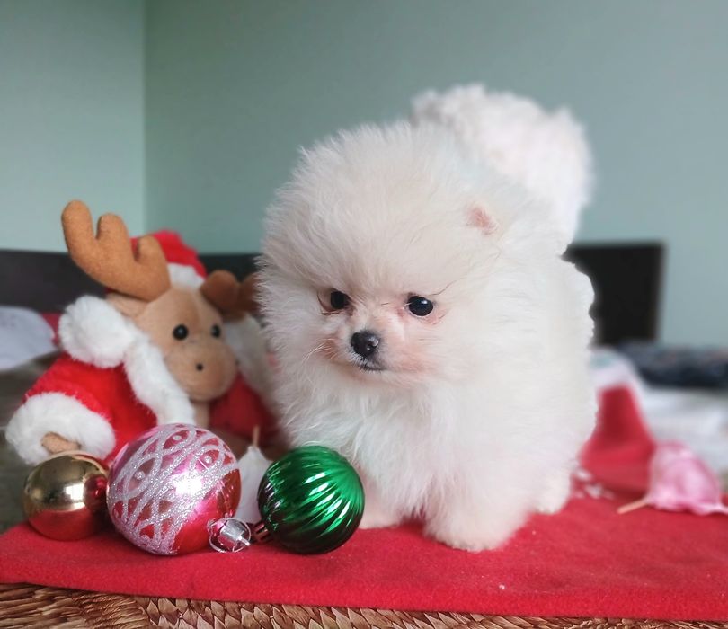 Померан-мини момиче