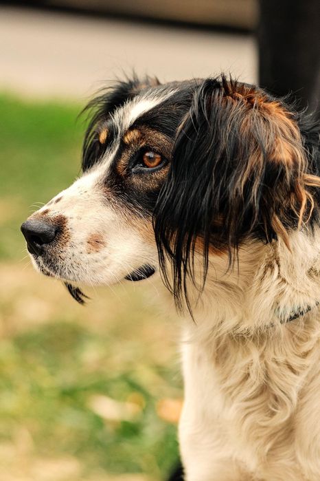 Собачка ищет любящий дом