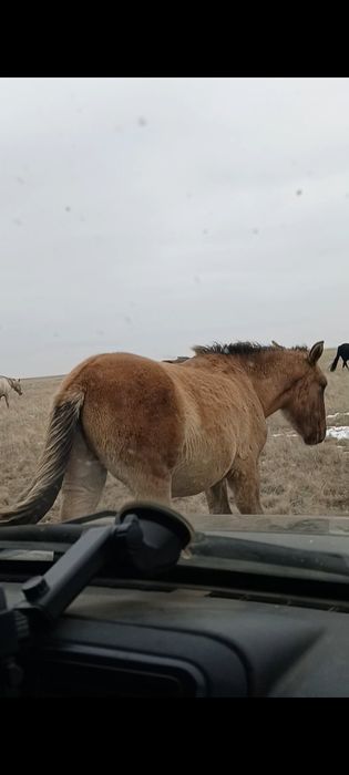 Продам лошадей Жабагы