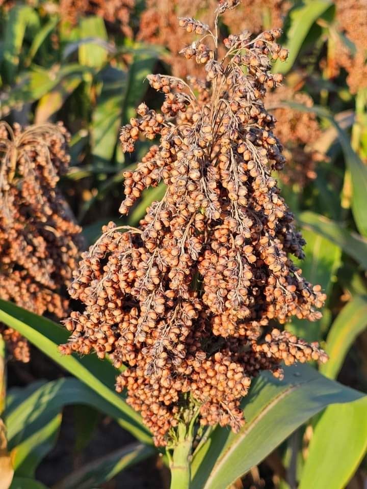 Sămânța Sudan/ Sorg, Mei, Măzăriche, Bromus, Trifoi