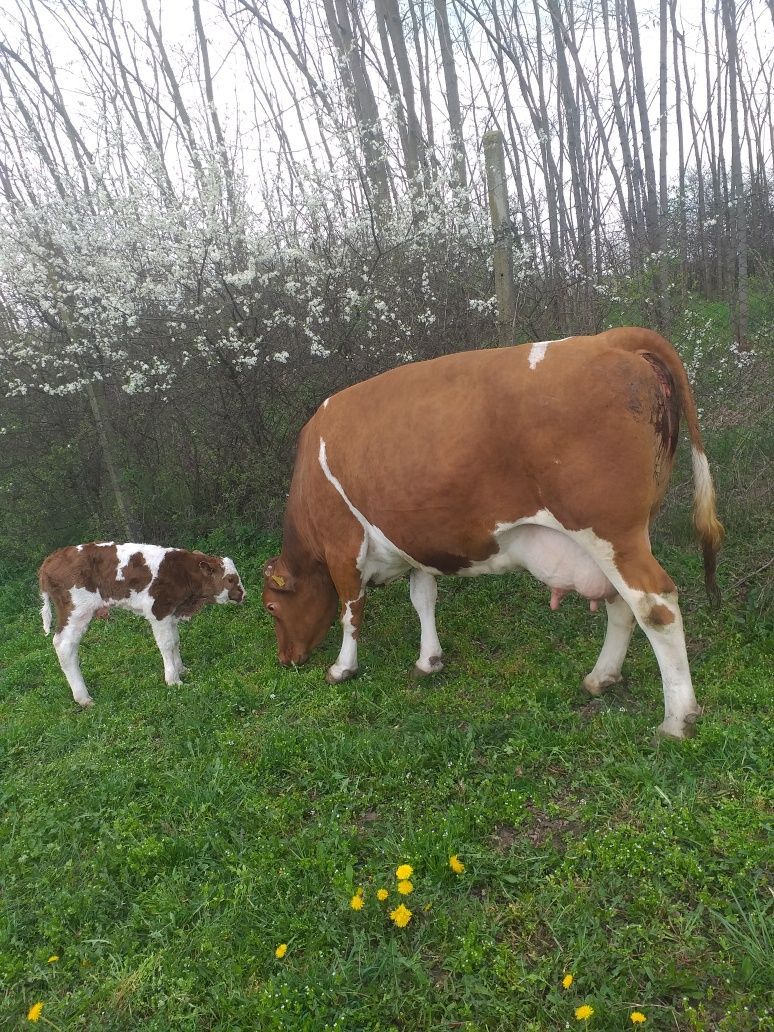 Vaci de vânzare foarte bine întreținute