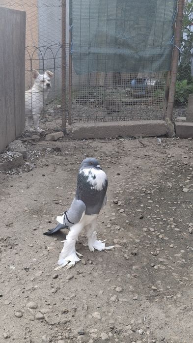 Vând gustați 4 perechi