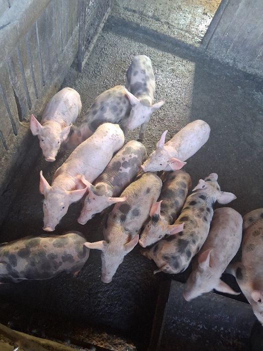 Tractoraș de vânzare