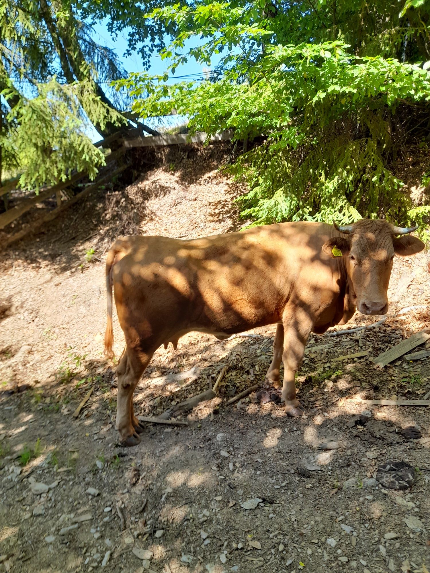 Vand vaca la prima fatare