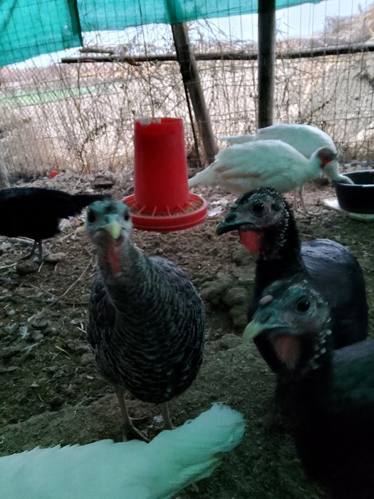 Куркала сотилади